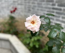青春肆意飞扬,...